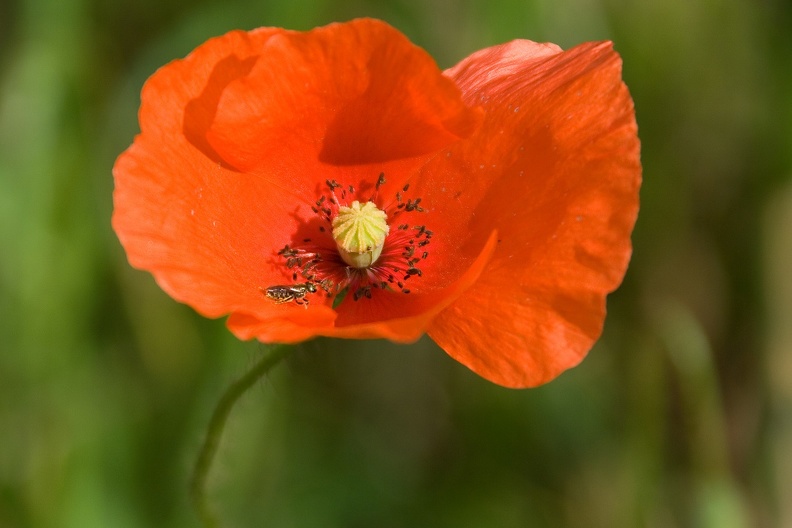 Mohnblüte im Herbst