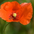 Mohnblüte im Herbst