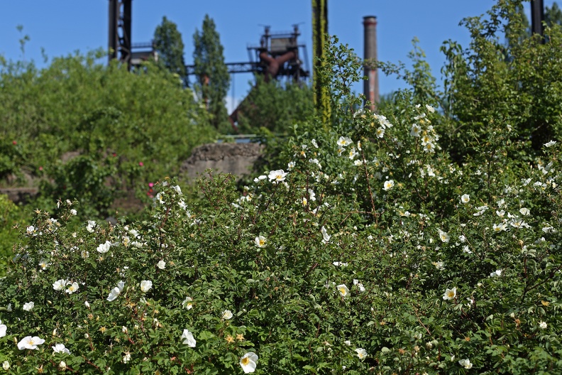 30 Jahre nach der Stilllegung des Hüttenwerkes Meiderich hat die Natur große Teile des Werksgeländes erobert,hinter den Hunds-Rosen ist der Hochofen zu erkennen. natur_technik_fc_5005.jpg