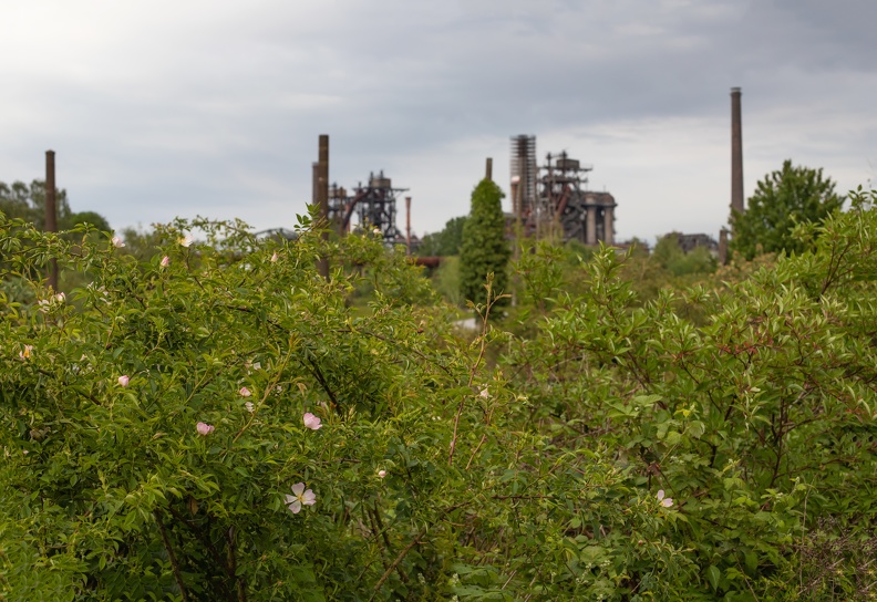 Vor 35 Jahren wurde das Hüttenwerk in Meiderich stillgelegt,seitdem erobert die Natur das Gelände zurück natur_und_hochoefen_1554.jpg