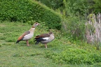 Nilgans Paar