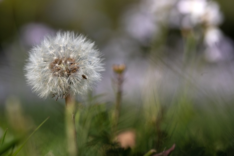 Pusteblume