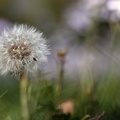 Pusteblume