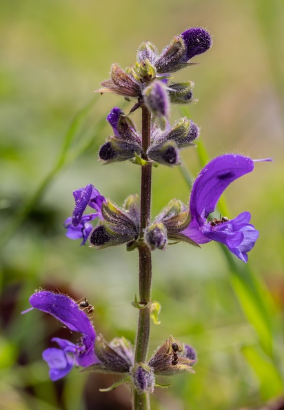 Der Wiesensalbei wird nur von Hummeln bestäubt,aber auch Ameisen werden von Pollenkörner angelockt.Hier sind gleich drei Ameisen auf Nahrungssuche salbei_1486.jpg