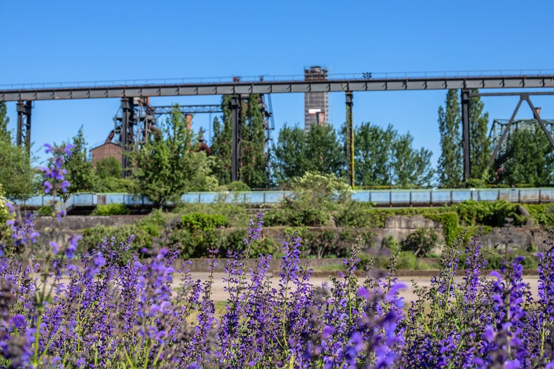 Hochofenkulisse und Wiesensalbei im Landschaftspark Nord salbei_hochofen_1585.jpg