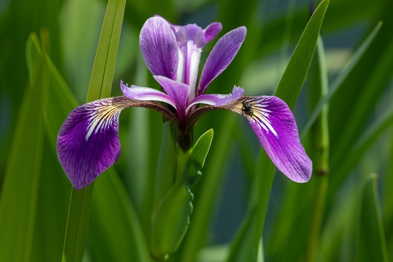 Sibirische Schwertlilie