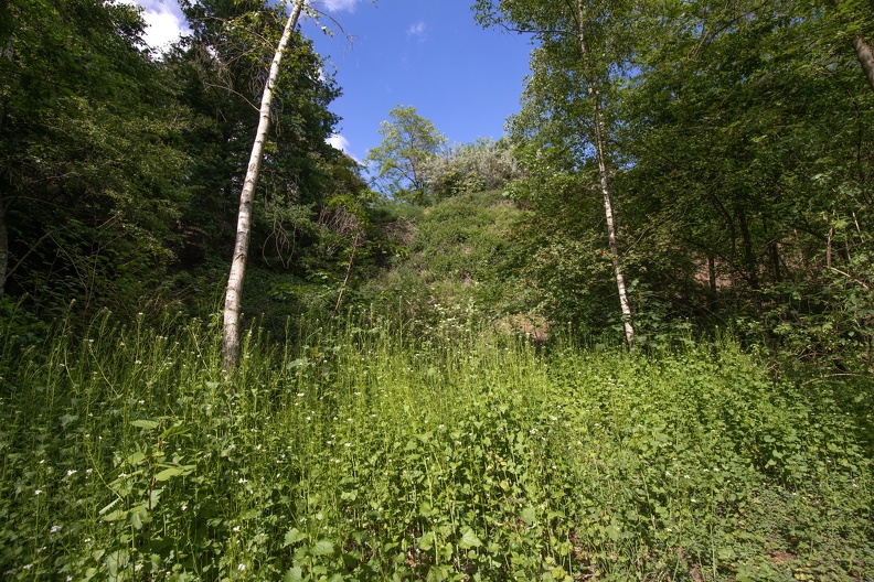 sinterplatz_wald_1445.jpg