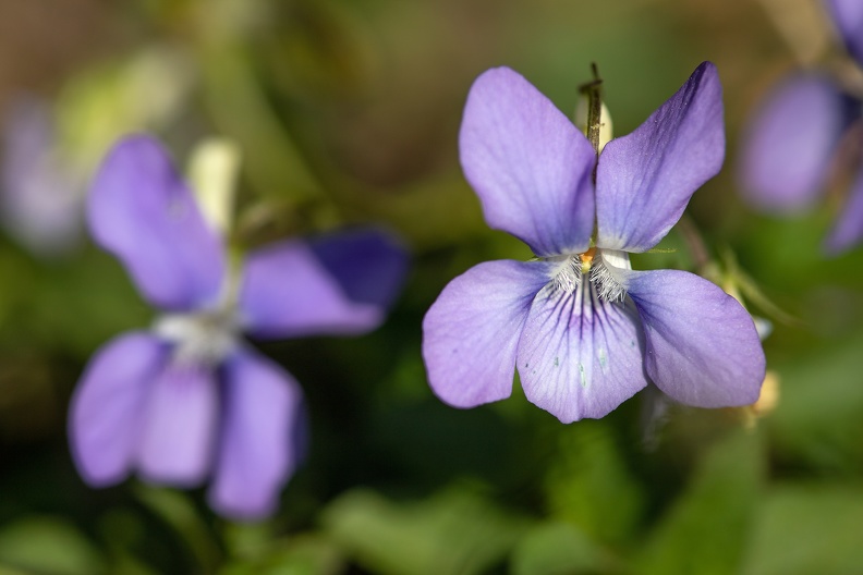 Die feinen Härchen am Kelchgrund des wilden Stiefmütterchens,dienen zur Bestäubung durch Insekten stiemuetterchen_bluete_0883.jpg