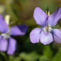 Blühendes Stiemütterchen