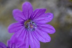Storchschnabelblüte