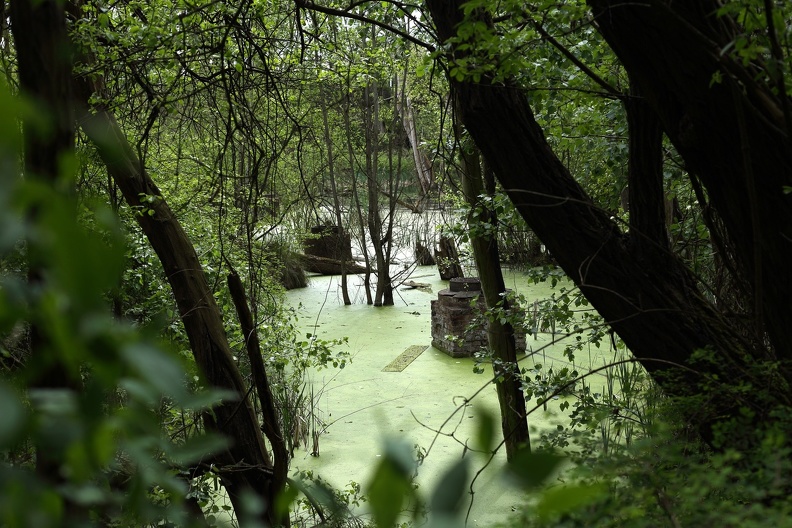 Nährstoffreicher Weiher mit Wasserlinsen im Landschaftspark Meiderich teich_lapadu_4779.jpg