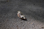 Toter Fisch