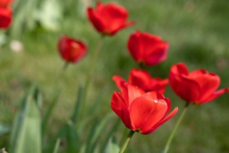 Tulpenblüte im April tulpen_0760.jpg