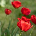 Tulpenblüte