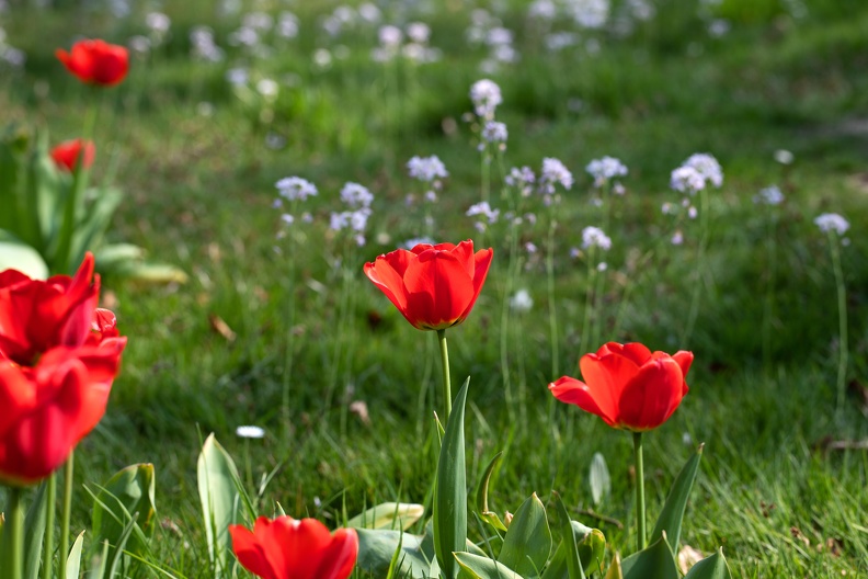 Tulpen und Wiesenschaumkraut