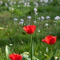 Tulpen und Wiesenschaumkraut