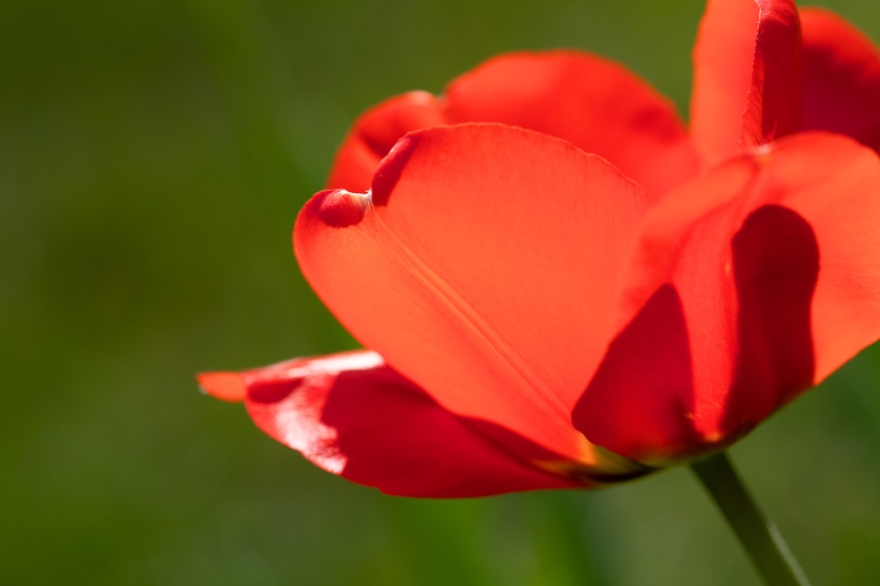 Wildtulpen stammen ursprünglich aus Asien,heute gibt es zahlreiche Zuchtformen,die bei Gärtnern sehr beliebt sind tulpenblatt_0786.jpg