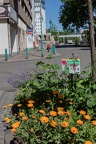 Urban Gardening (1004 visits) Beim Urban Gardening bepflanzen Bürger Beete in ihrem Stadtteil,eine tolle Maßnahme gegen das tris... Urban Gardening