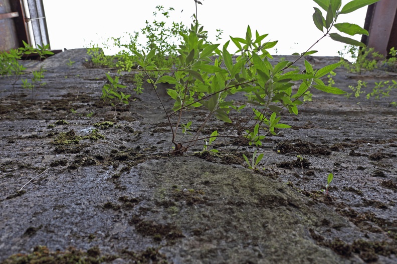 Vegetation