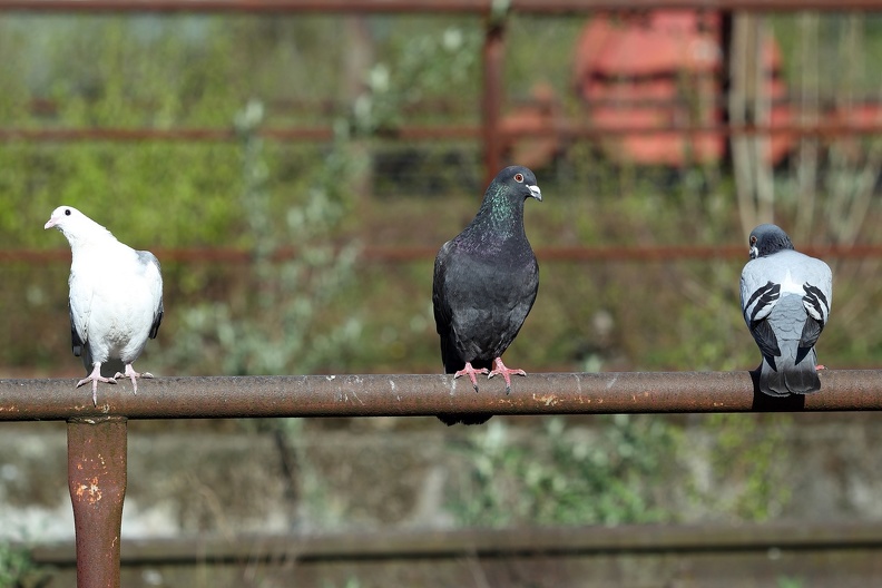 Im Landschaftspark Duisburg Nord balzen verwilderte Haustauben,neben den Tauben haben mehrere Pflanzen-,Tier-und Vogelarten das 1985 stillgelegte Hüttenwerk als Lebensraum besiedelt verwilderte_haustauben_3503.jpg