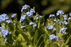 Wald Vergissmeinnicht