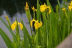 Wasser-Schwertlilie