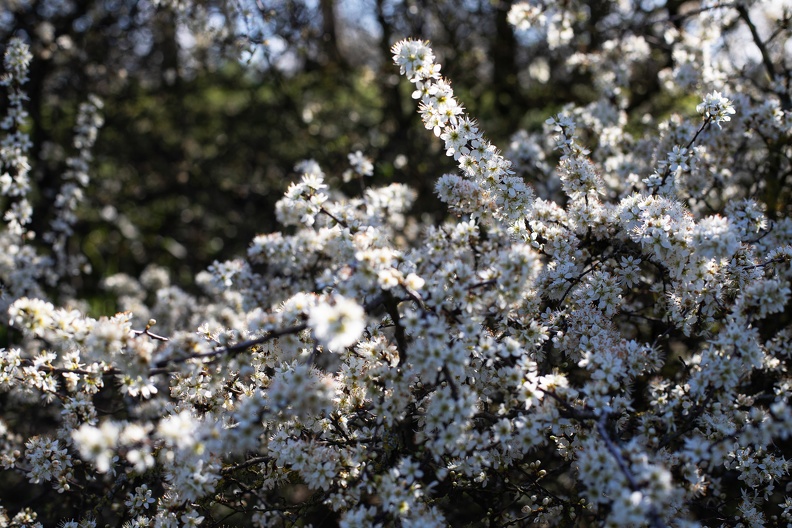 Weißdornblüte im Frühjahr weissdorn_blueten_0477.jpg