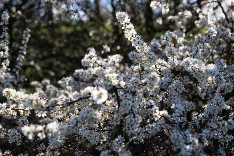 Weißdornblüte