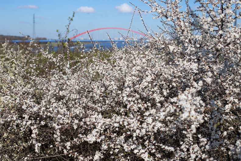 Im zeitigen Frühjahr blüht der Weißdorn,im Hintergrund die Brücke der Solidarität weissdorn_bruecke_0495.jpg
