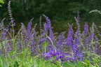 Wiesensalbei
