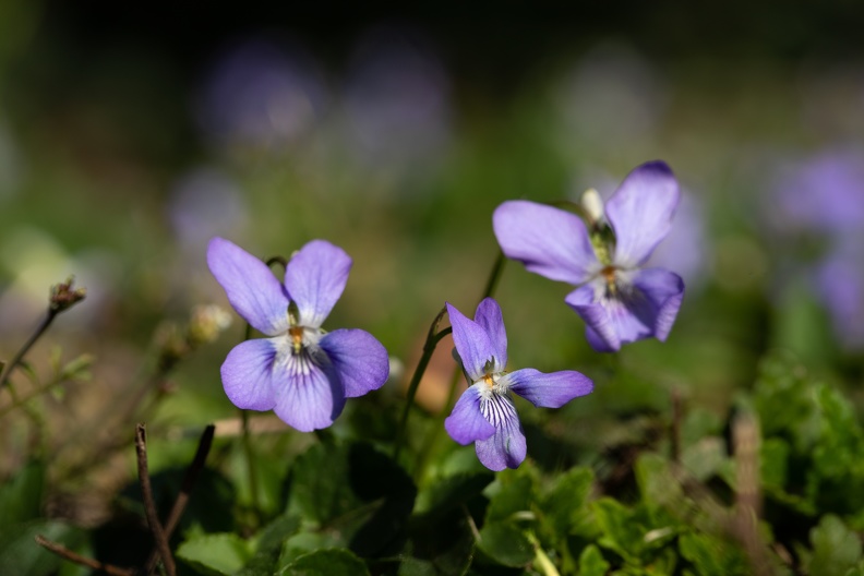 Wilde Stiefmütterchen wachsen auf Brachland und Äckern,diese blühen auf dem Waldfriedhof in Wanheimerort wildes_stiefmuetterchen_0836.jpg