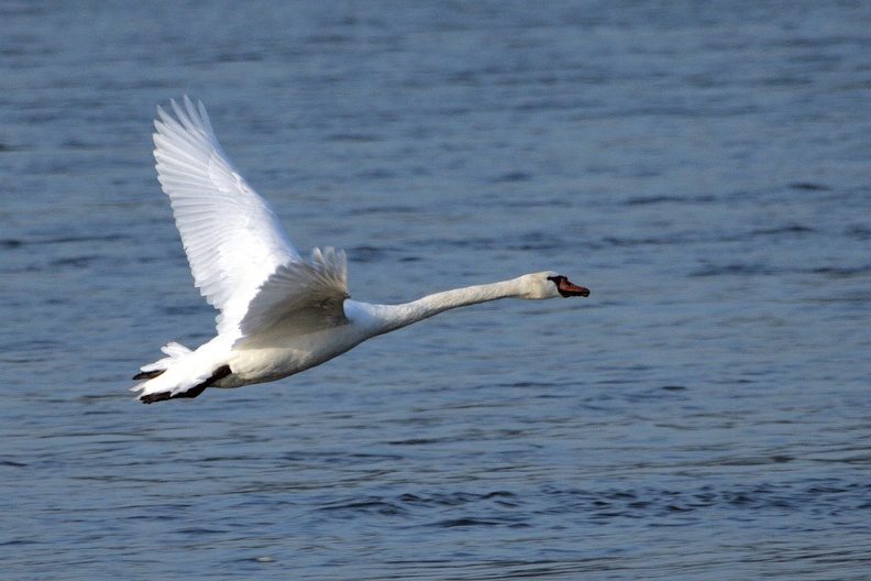 Fliegender Höckerschwan