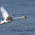 Fliegender Höckerschwan