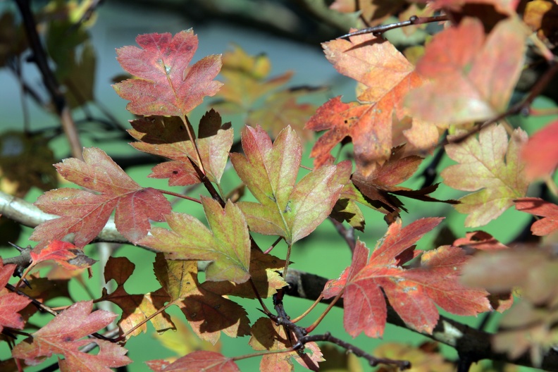 Herbstlaub