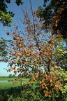 Herbst