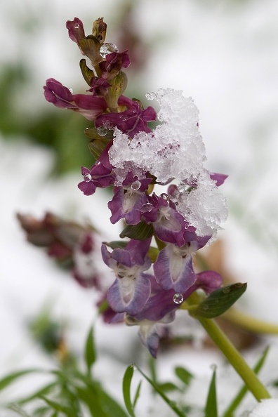 Zwischen März und Anfang April entwickeln sich die variabel gefärbten, schwach wohlriechenden Blüten des hohlen Lerchensporns, die giftige Pflanze blüht auch im Schnee. l__rchensporn_einzeln.jpg