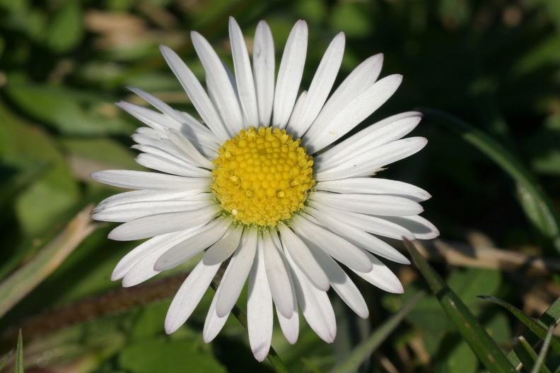 Gänseblümchen