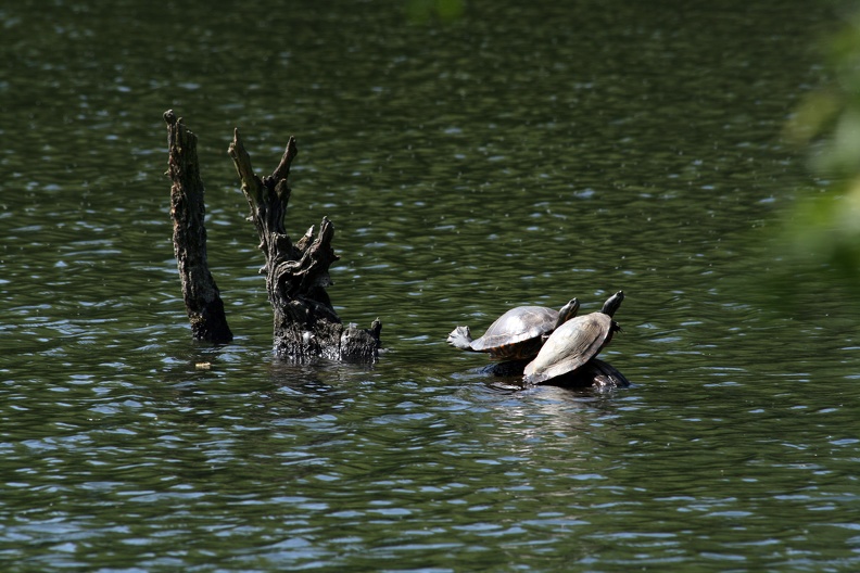 Schmuckschildkröten