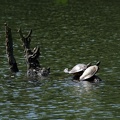 schildkroeten_4452.jpg