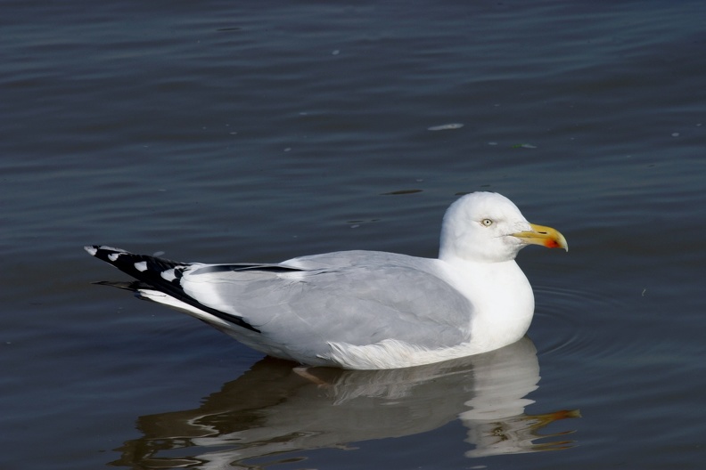 Schwimmende Silbermöwe