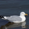 Schwimmende Silbermöwe