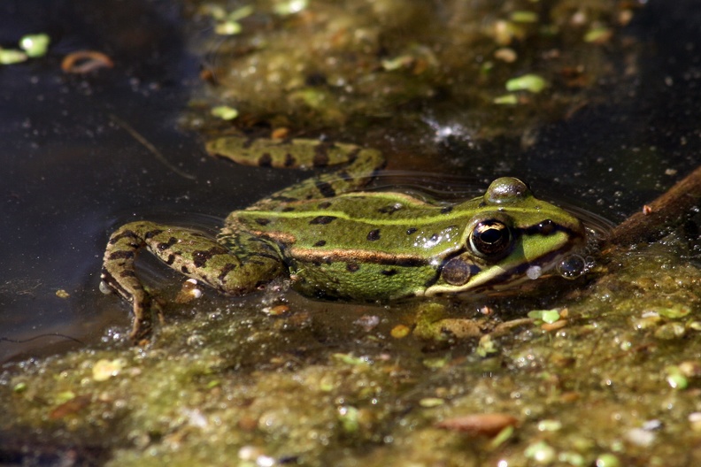 Teichfrosch