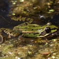 teichfrosch_4471.jpg