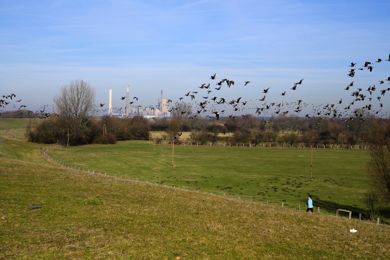 Wildgänse am Himmel