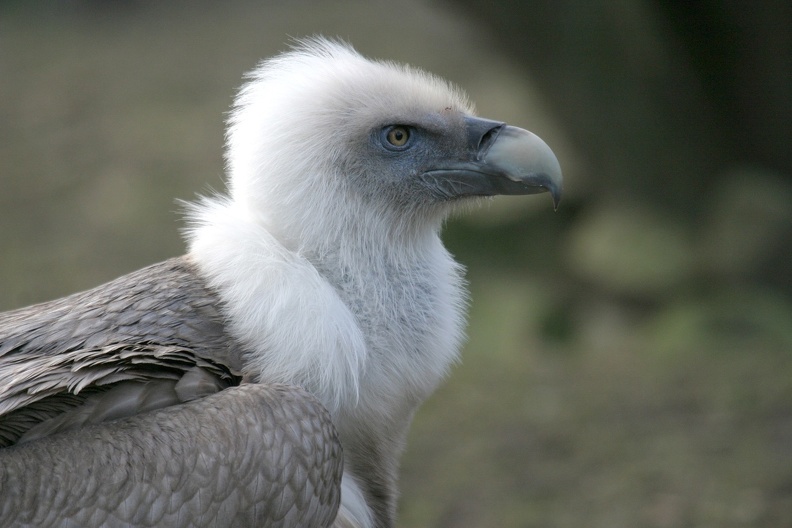 Porträt Gänsegeier