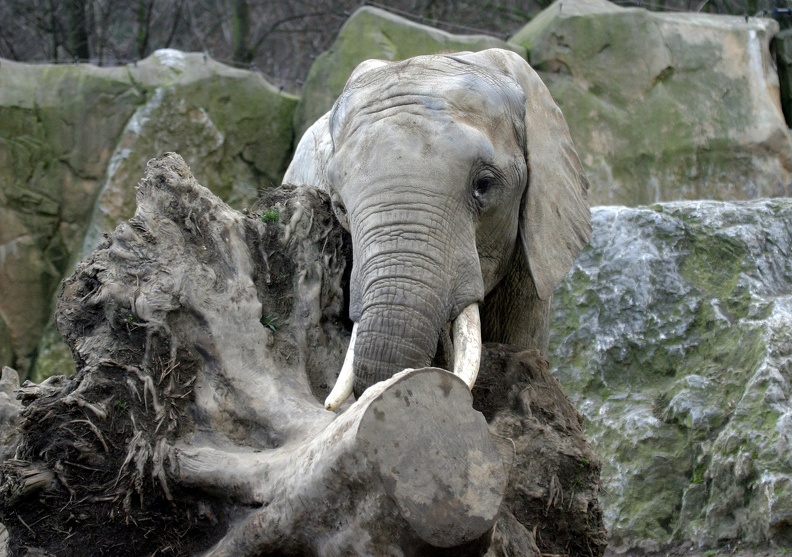 Afrikanischer Elefant