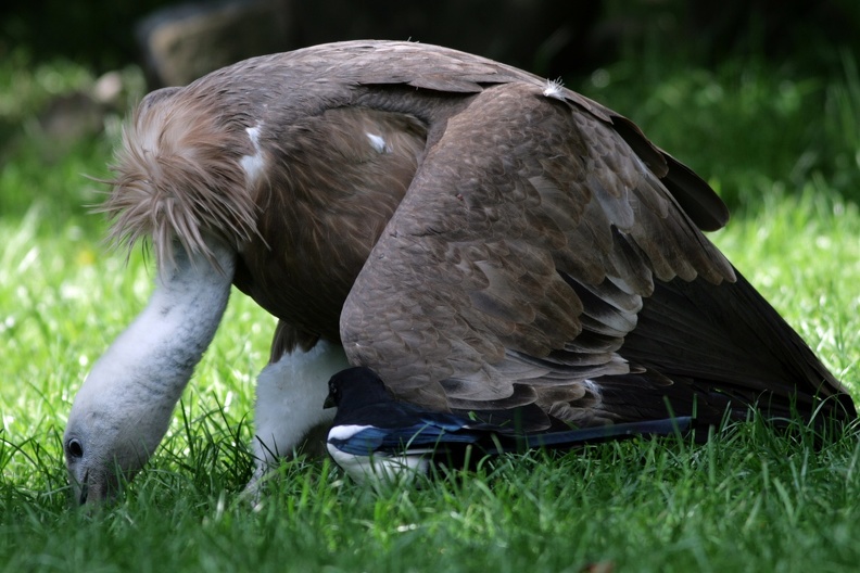 Gänsegeier und Elster