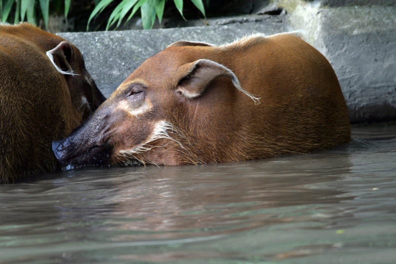 Pinselohrschwein