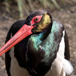 Zoo Duisburg