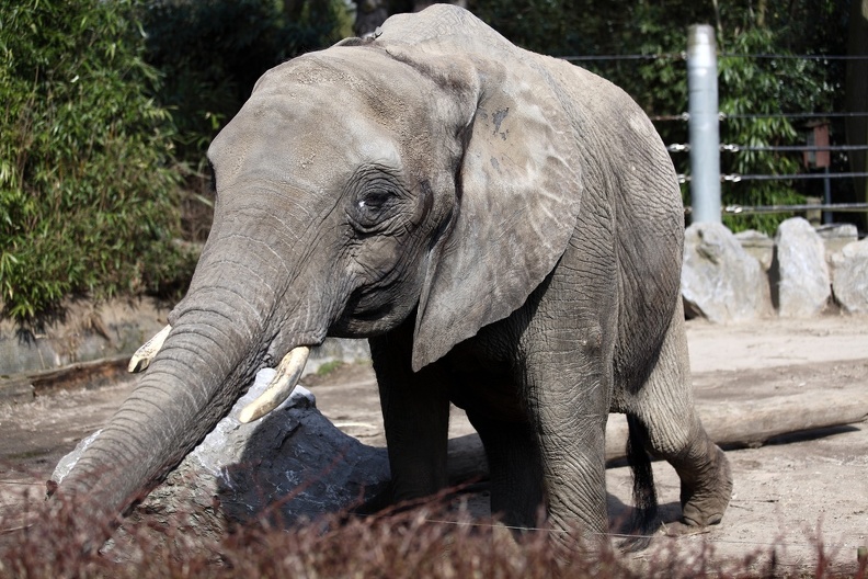 Der Afrikanische Elefant macht sich lang um an Pflanzen zu gelangen die auf der anderen Seite des trennenden Grabens wachsen. afrikanischer_elefant.jpg
